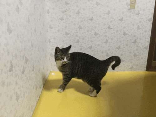 se3_ani_1429335486_i.GIF?type=w773