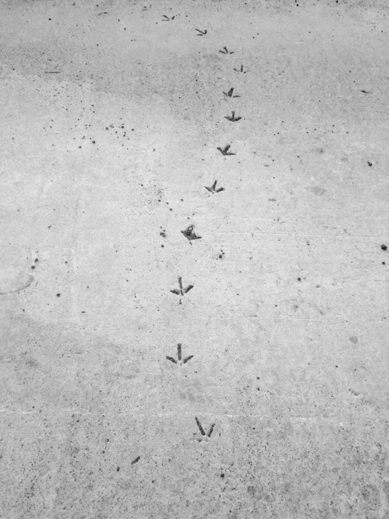 A9330C58-B527-4C46-9A58-58A89DB53764.jpg?type=w773