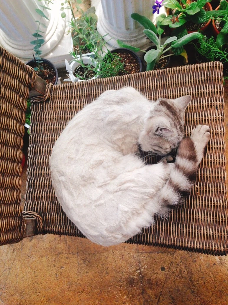 IMG_2210.jpg?type=w773