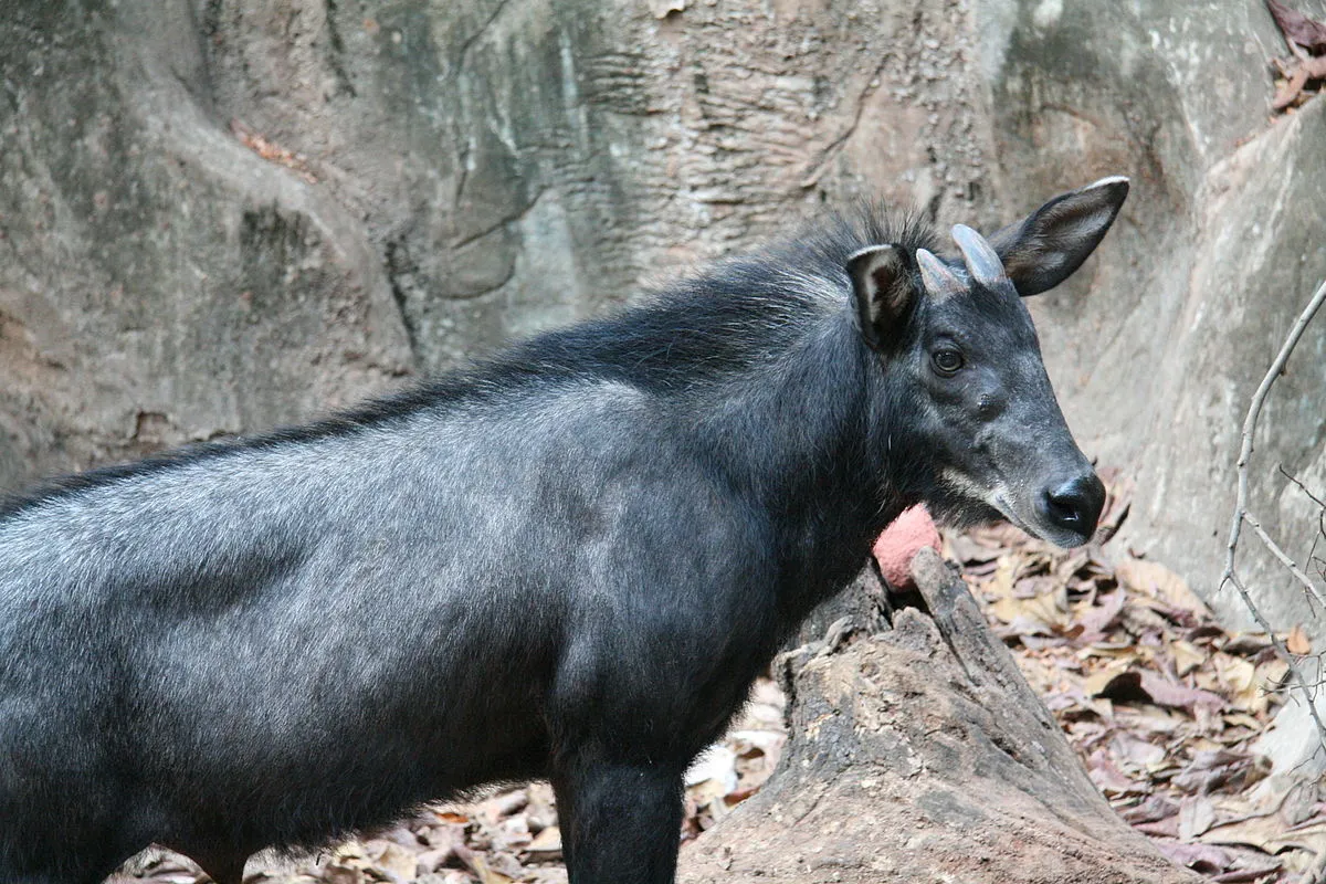 1200px-Serow_Capricornis_sumatraensis.JPG