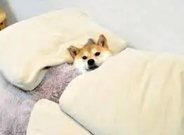 qhypc3qwy22vjr4ghos8y9dj1vqc