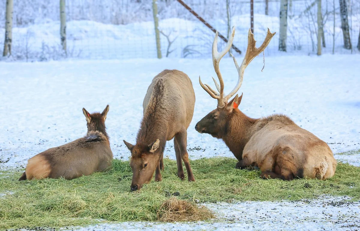 1_%EC%98%90%EB%A1%9C%EB%82%98%EC%9D%B4%ED%94%84_%283%29.jpg?type=w1200