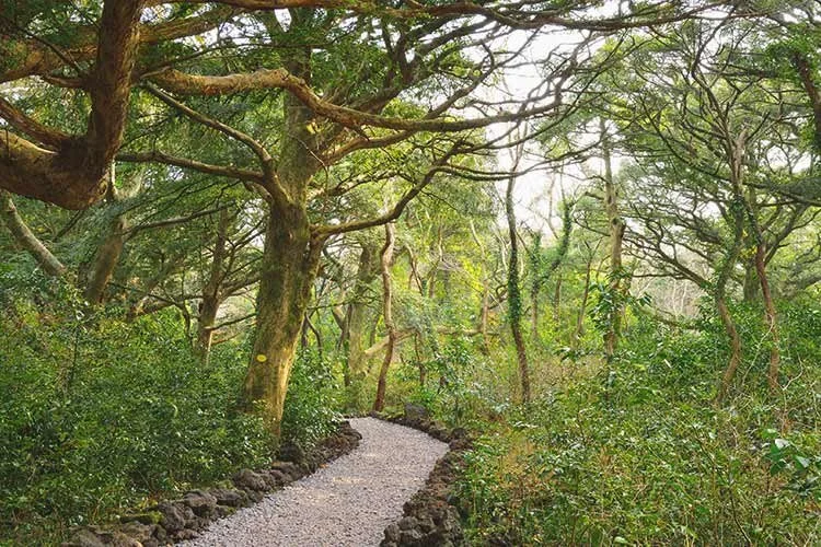 2-%EC%82%AC%EB%A0%A4%EB%8B%88%EC%88%B2%EA%B8%B8.jpg?type=w1200