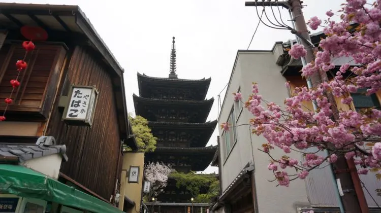 일본벚꽃여행2_교토2resize.JPG