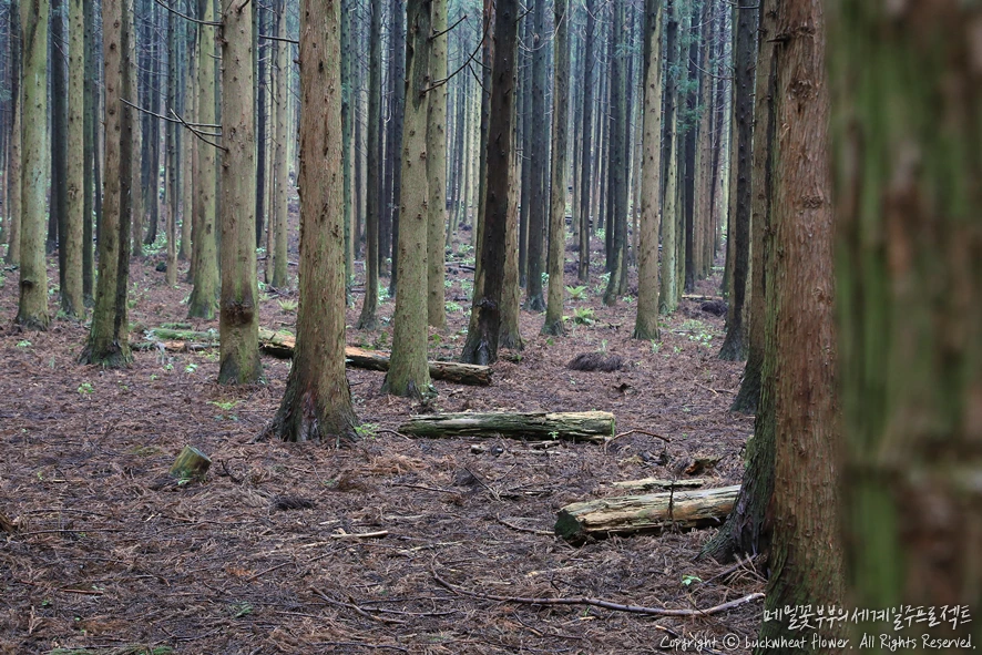 4.%EC%82%AC%EB%A0%A4%EB%8B%88%EC%88%B2%EA%B8%B8.png?type=w1200