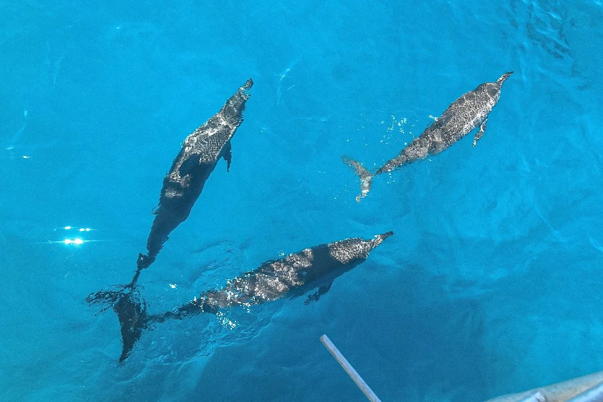 2%EA%B4%8C_%EB%8F%8C%ED%95%80%ED%81%AC%EB%A3%A8%EC%A6%88.jpg?type=w1200