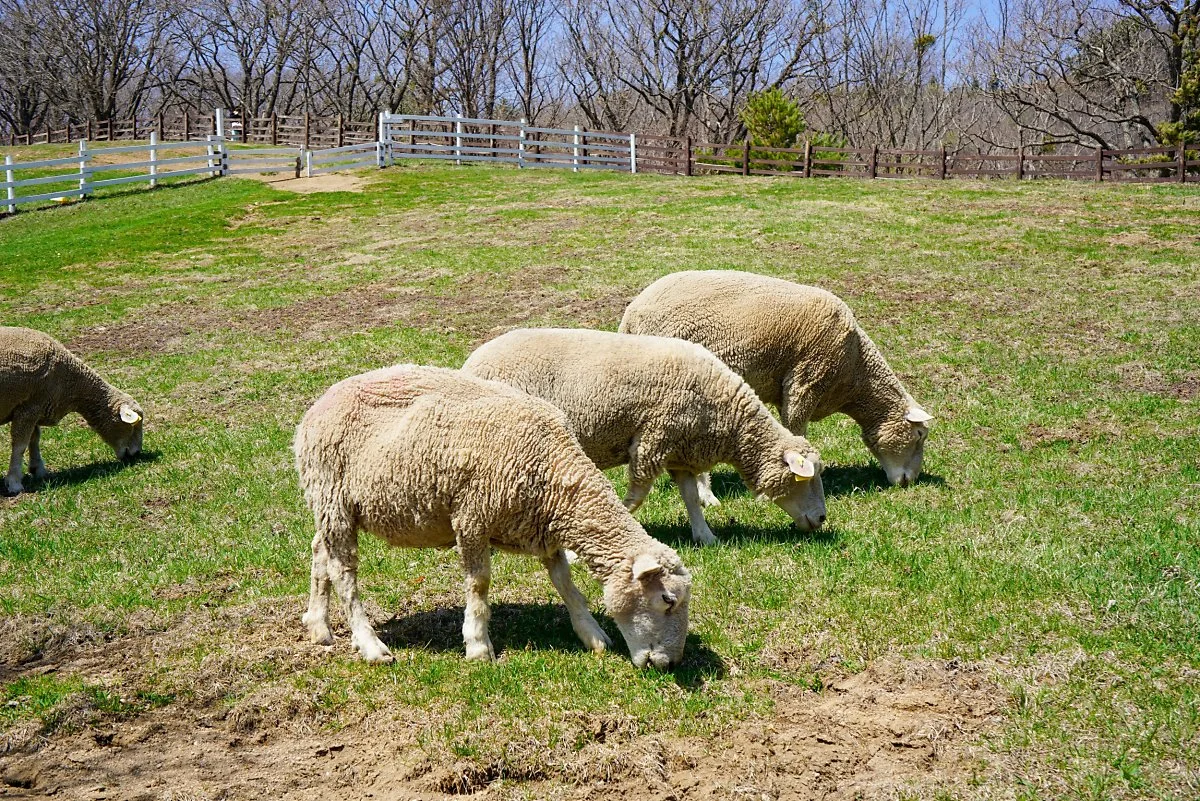 43%EB%8C%80%EA%B4%80%EB%A0%B9_%EC%96%91%EB%96%BC%EB%AA%A9%EC%9E%A55.jpg?type=w1200