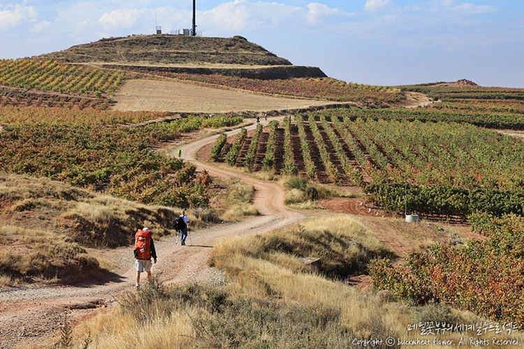 %EC%82%B0%ED%8B%B0%EC%95%84%EA%B3%A0%EC%88%9C%EB%A1%80%EA%B8%B8_%ED%92%8D%EA%B2%BD_05%28%ED%8F%AC%EB%8F%84%EB%B0%AD%29.png?type=w1200