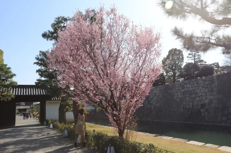 일본벚꽃여행2_교토3resize.JPG