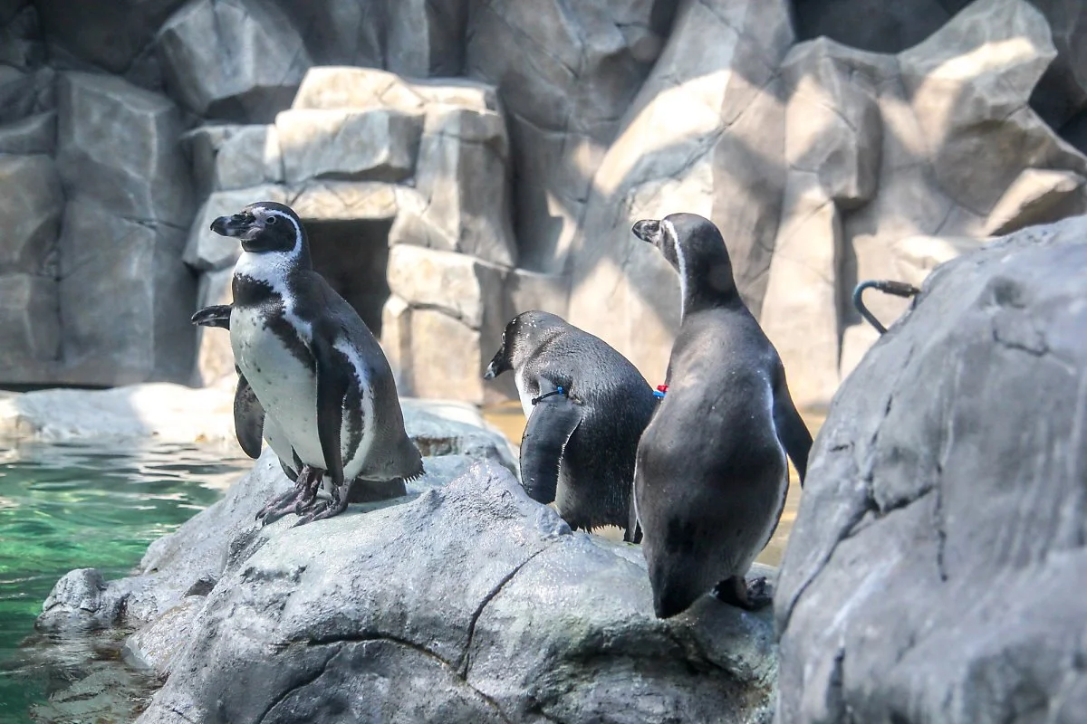 %EC%95%84%EC%BF%A0%EC%95%84%ED%94%8C%EB%9D%BC%EB%84%B7_%EC%A0%9C%EC%A3%BC_%285%29.jpg?type=w1200