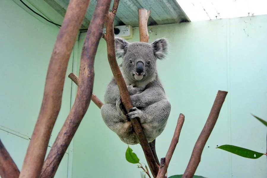 5%ED%8E%98%EB%8D%94%EB%8D%B0%EC%9D%BC_%EB%8F%99%EB%AC%BC%EC%9B%90_%EC%BD%94%EC%95%8C%EB%9D%BC.jpg?type=w1200