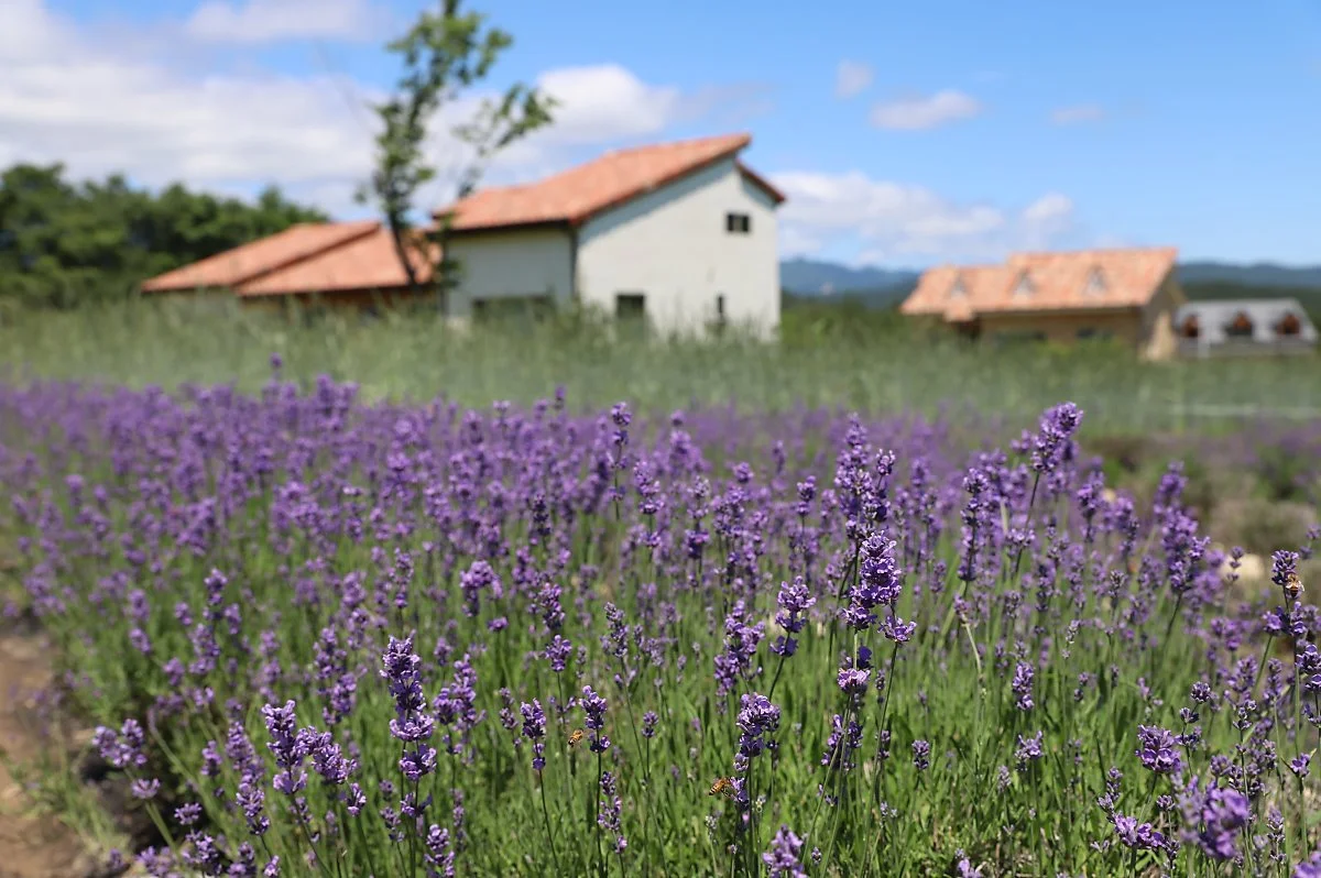 6%EC%9B%94_%EA%B5%AD%EB%82%B4%EC%97%AC%ED%96%89%EC%A7%80%EC%B6%94%EC%B2%9C1_%EA%B3%A0%EC%84%B11.JPG?type=w1200