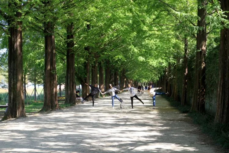 036-메타세콰이아 가로수길resize.JPG