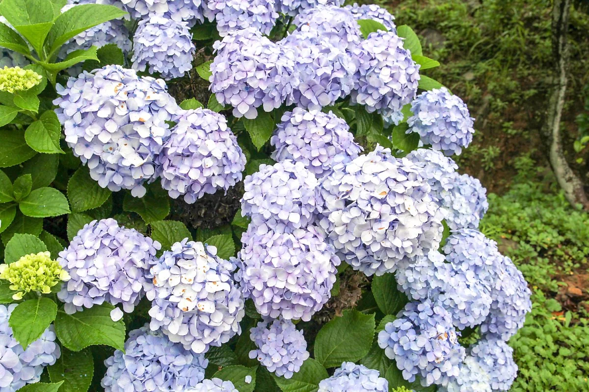 1IMG_9070.jpg?type=w1200