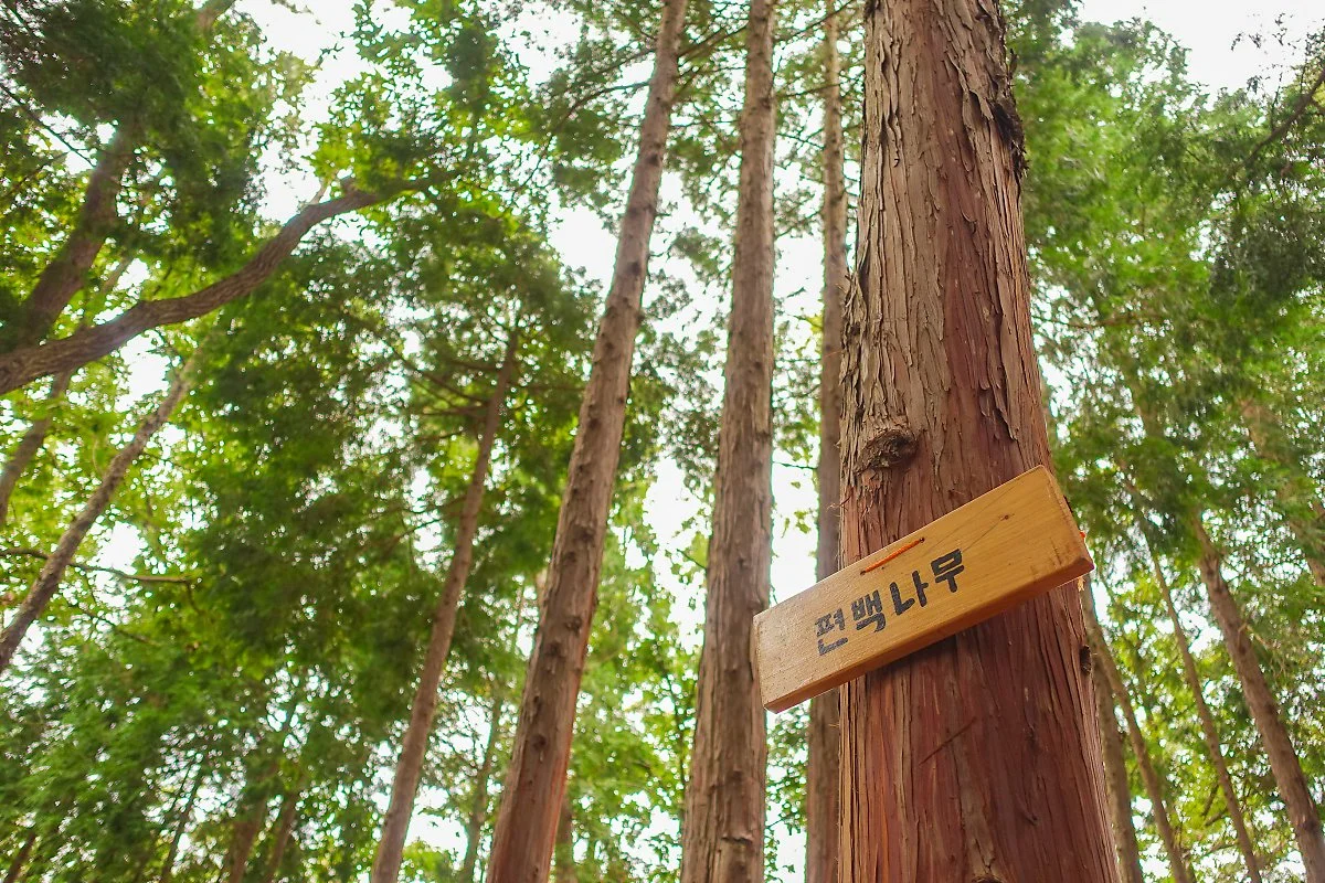 %EB%B3%B4%EC%84%B1_%284%29.jpg?type=w1200