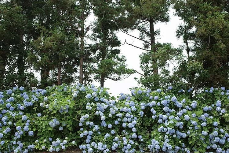 5-%EC%A0%9C%EC%A3%BC%EB%8F%84.jpg?type=w1200