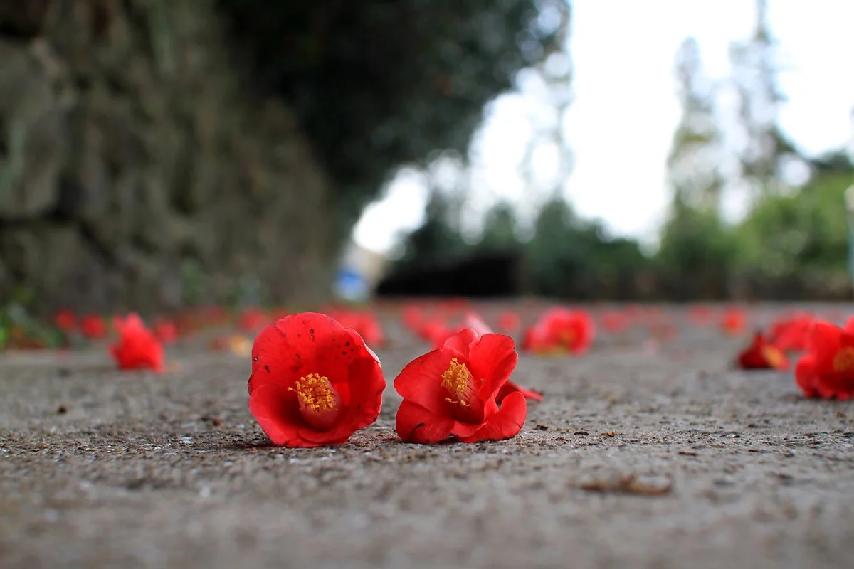 17_%EC%9C%84%EB%AF%B8%EB%A6%AC_%EB%8F%99%EB%B0%B1_%EA%B5%B0%EB%9D%BD%EC%A7%80.jpg?type=w1200