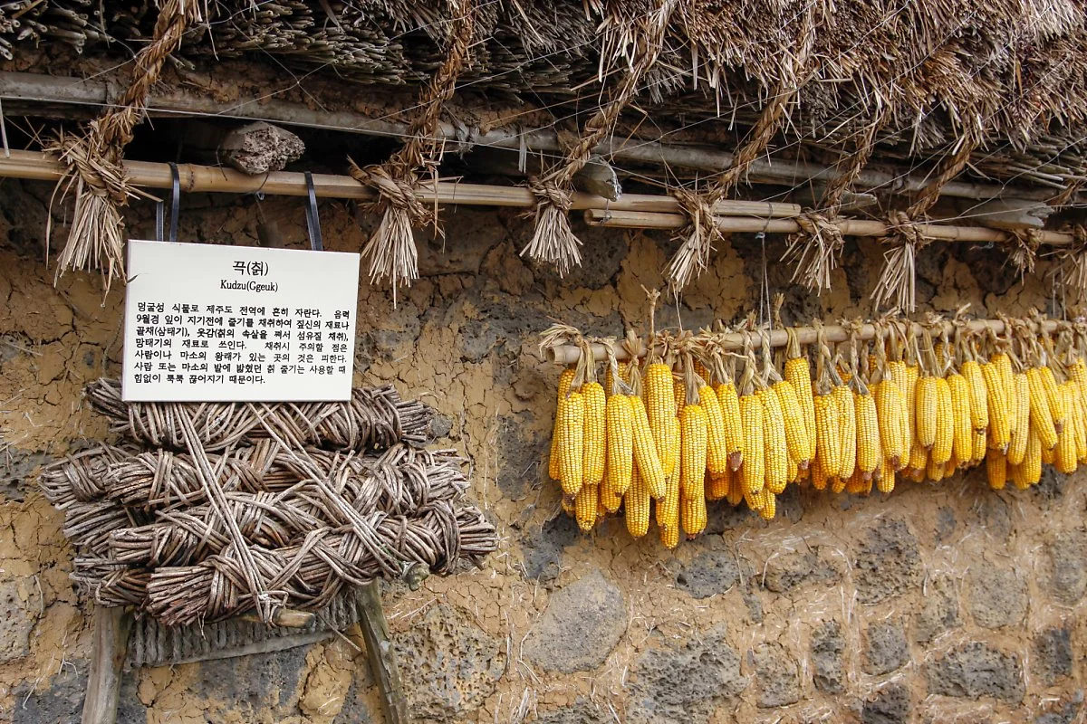 %EC%A0%9C%EC%A3%BC%EB%AF%BC%EC%86%8D%EC%B4%8C_%285%29.jpg?type=w1200