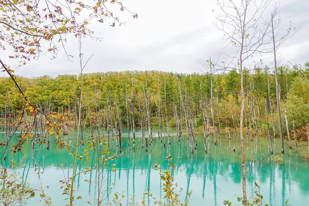 %EC%82%AC%EC%A7%841923_%EB%B9%84%EC%97%90%EC%9D%B4%ED%9B%84%EB%9D%BC%EB%85%B8_%282%29.jpg?type=w1200