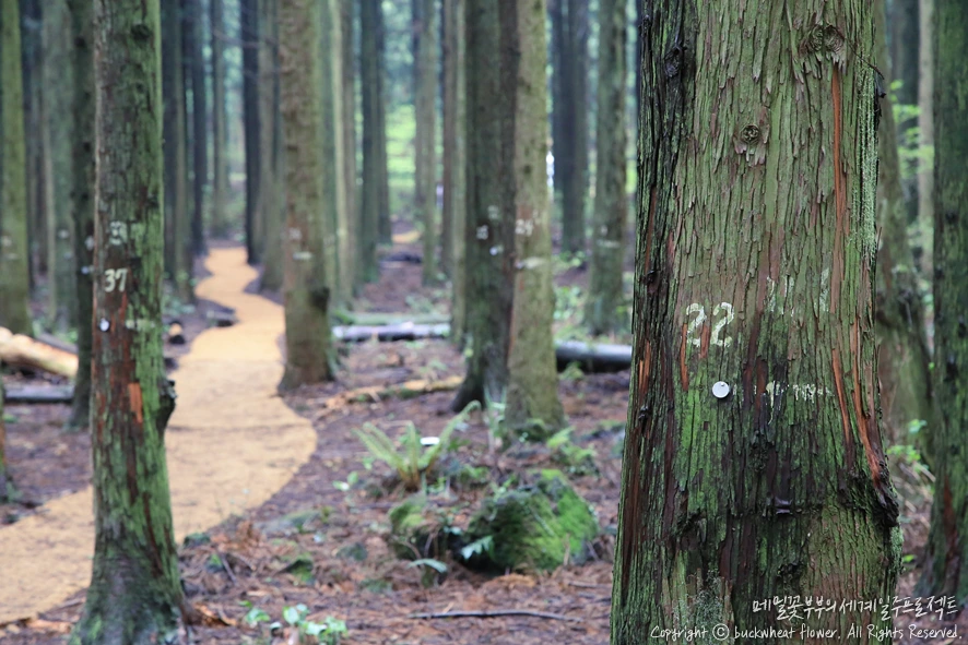 5.%EC%82%AC%EB%A0%A4%EB%8B%88%EC%88%B2%EA%B8%B8.png?type=w1200