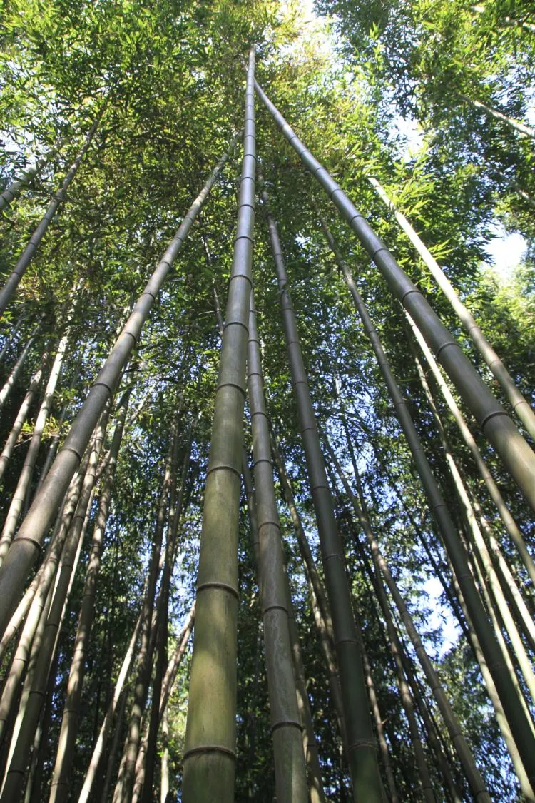 037-죽녹원 (1)resize.JPG