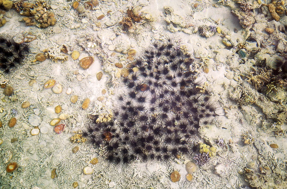 %ED%95%84%EB%A6%AC%ED%95%80%EC%BD%94%EB%A1%A03.jpg?type=w1200