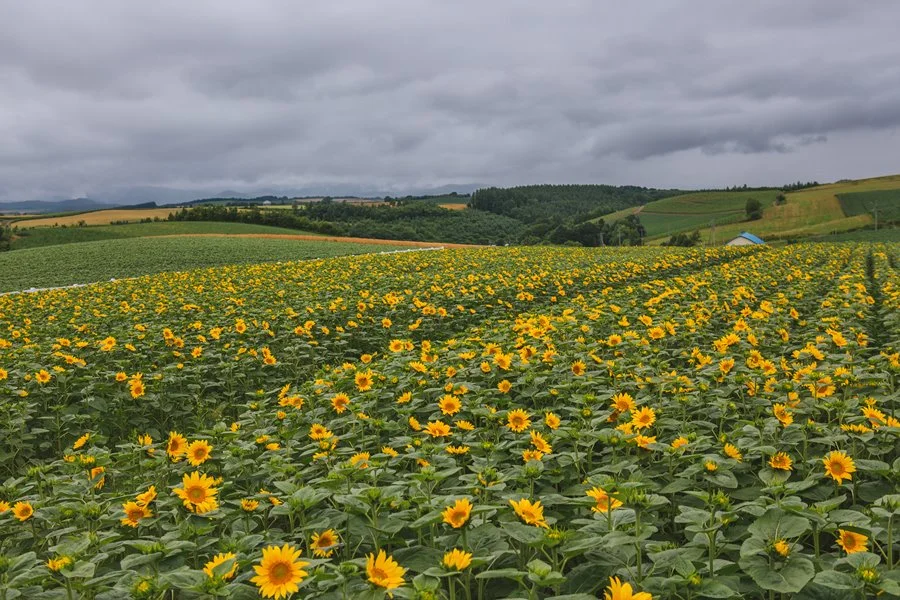 5%EC%9B%94SEO.%EC%82%BF%ED%8F%AC%EB%A1%9C%EC%97%AC%EB%A6%8423.jpg?type=w1200