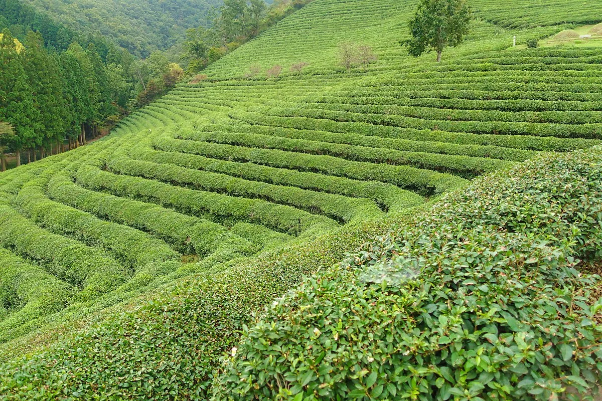 %EB%B3%B4%EC%84%B1_%282%29.jpg?type=w1200