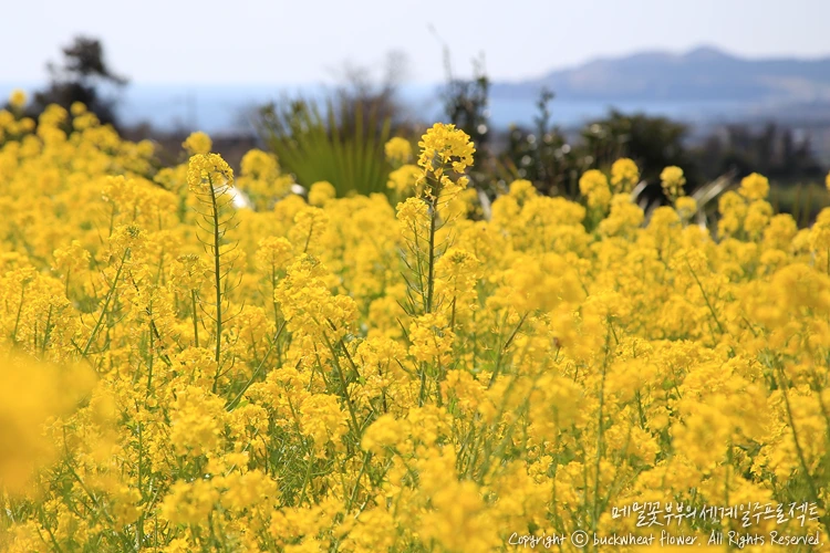 %EC%82%B0%EB%B0%A9%EC%82%B0%EC%9C%A0%EC%B1%84%EA%BD%83_02.png?type=w1200