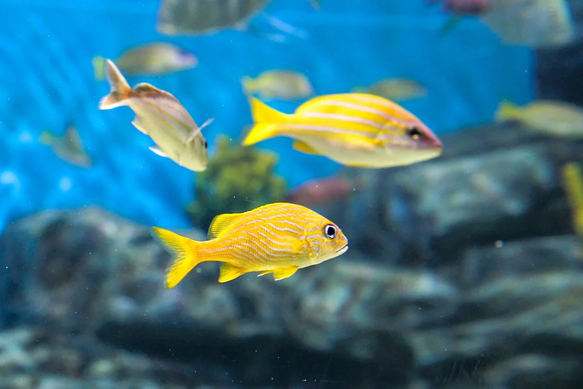 %EC%95%84%EC%BF%A0%EC%95%84%ED%94%8C%EB%9D%BC%EB%84%B7_%EC%A0%9C%EC%A3%BC_%286%29.jpg?type=w1200