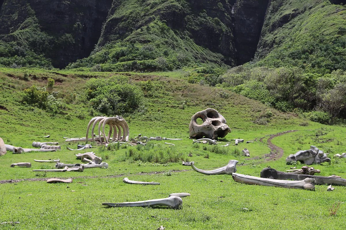 %ED%95%98%EC%99%80%EC%9D%B4%ED%95%AD%EA%B3%B5%EA%B6%8C8.JPG?type=w1200