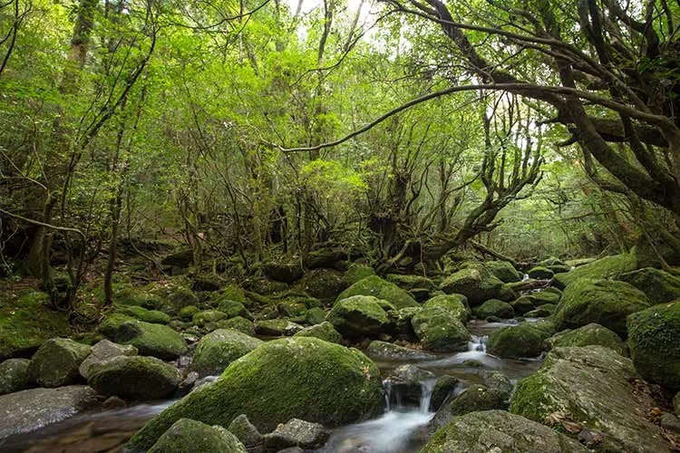 2-%EC%95%BC%EC%BF%A0%EC%8B%9C%EB%A7%88.jpg?type=w1200