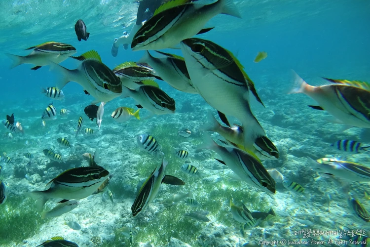 06._%ED%98%B8%ED%95%91%ED%88%AC%EC%96%B4.png?type=w1200