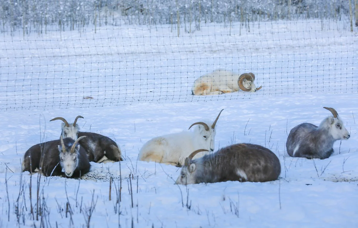 1_%EC%98%90%EB%A1%9C%EB%82%98%EC%9D%B4%ED%94%84_%284%29.jpg?type=w1200