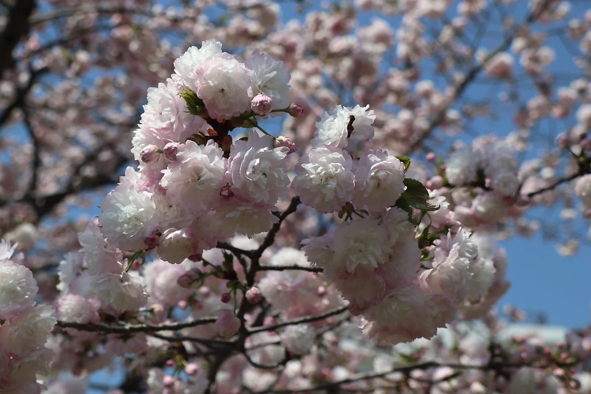 4%EC%9B%94%ED%95%B4%EC%99%B8%EC%97%AC%ED%96%89%EC%A7%80%EC%B6%94%EC%B2%9C1_%EC%98%A4%EC%82%AC%EC%B9%B46.JPG?type=w1200