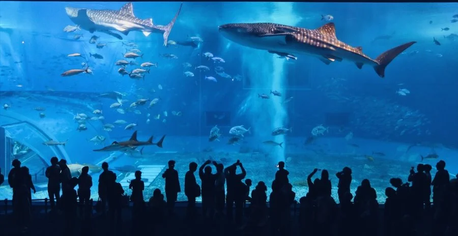 5SEO.OKI26.jpg?type=w1200