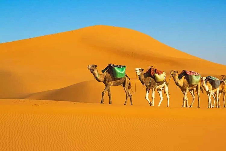 3-%EB%AA%A8%EB%A1%9C%EC%BD%94.jpg?type=w1200