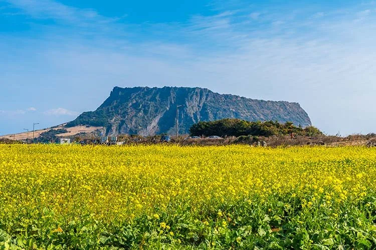 %EC%A0%9C%EC%A3%BC%EB%8F%84.jpg?type=w1200