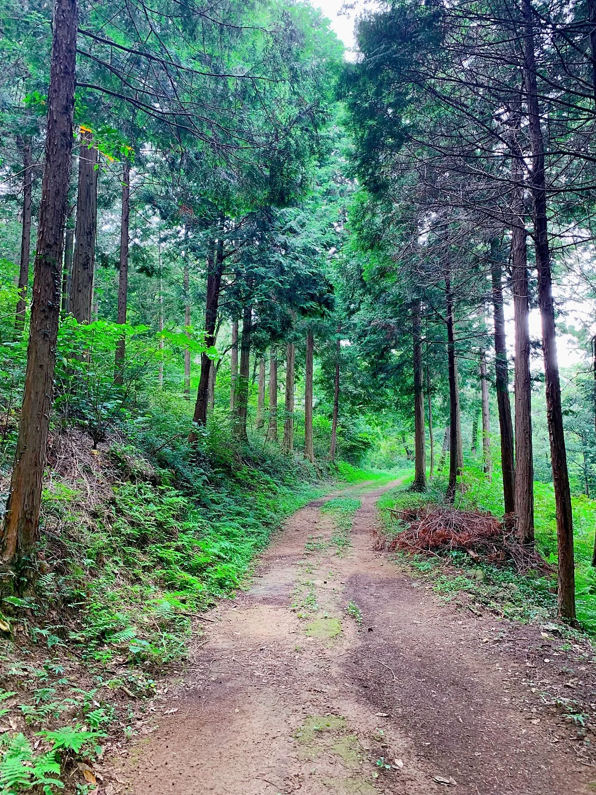 IMG_2652.JPG?type=w1200