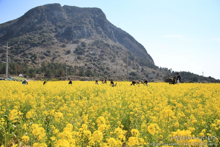 %EC%82%B0%EB%B0%A9%EC%82%B0%EC%9C%A0%EC%B1%84%EA%BD%83_01.png?type=w1200