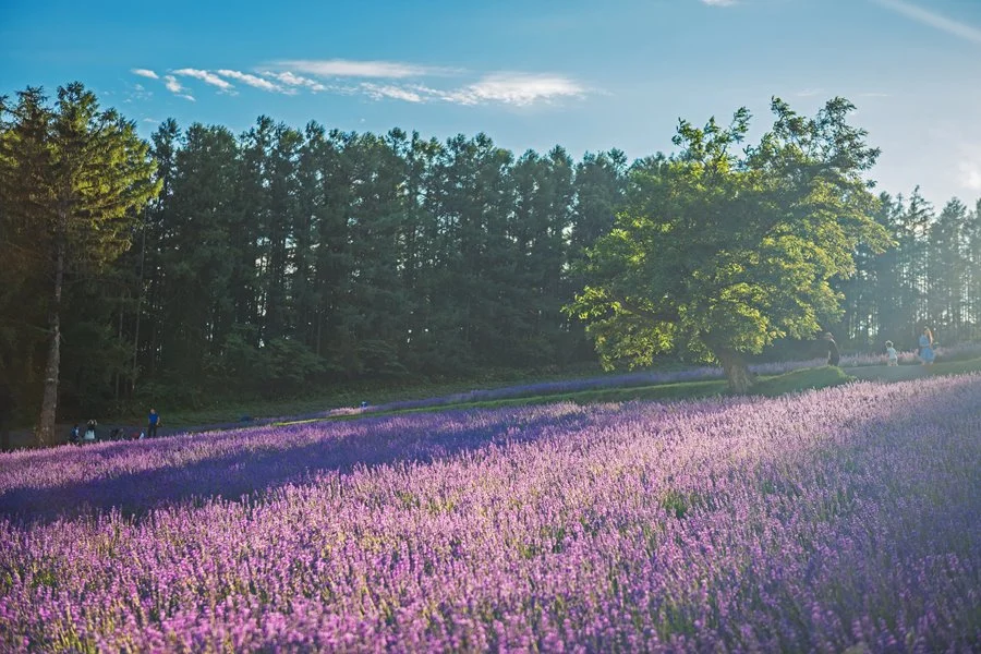 5%EC%9B%94SEO.%EC%82%BF%ED%8F%AC%EB%A1%9C%EC%97%AC%EB%A6%8410.jpg?type=w1200