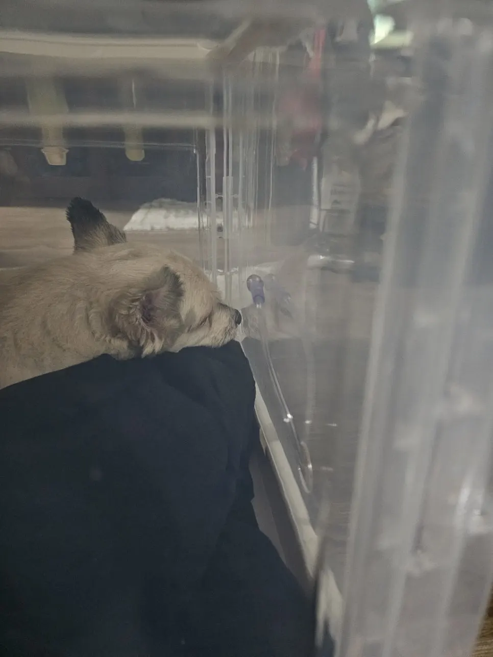 b614956c-dc64-423a-9a83-45393ba66ed0.jpg?type=w966