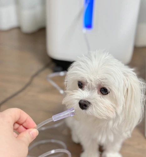 8746f458-e7c0-49ec-89bb-f7ba03d3f53d.png?type=w466