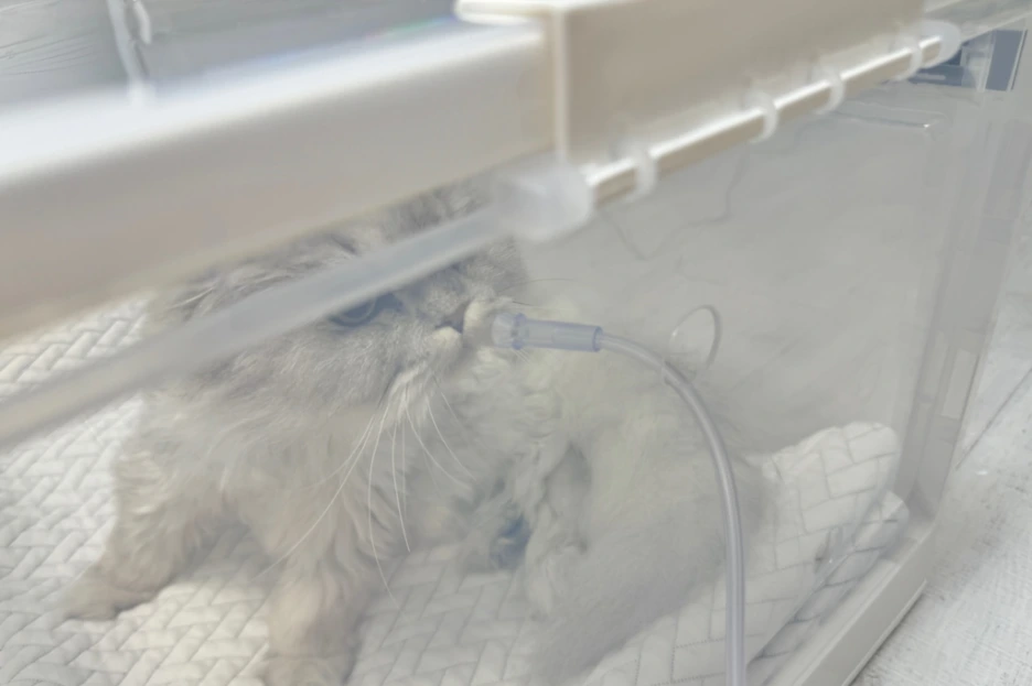 96373675-c5af-4da5-981d-b1886810806c.png?type=w1