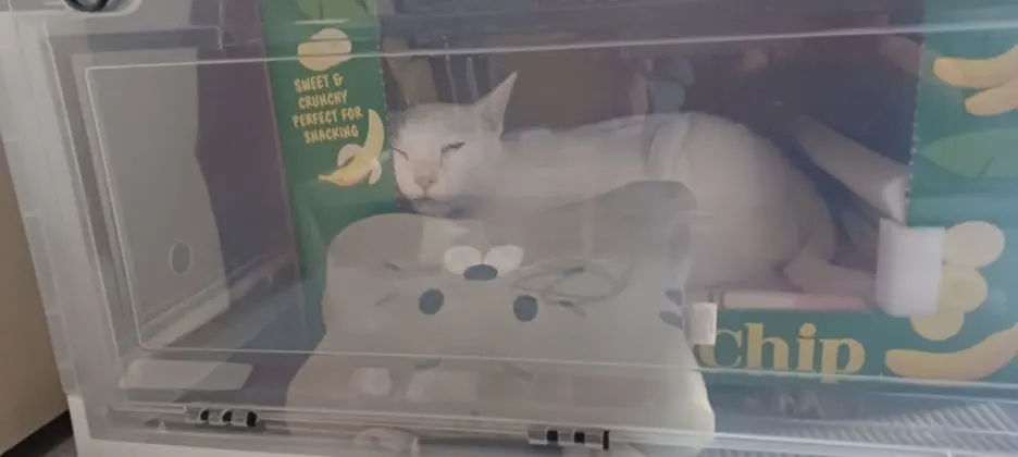 7d74d0bc-ef20-472a-8823-1c812084b6a2.jpg?type=w1