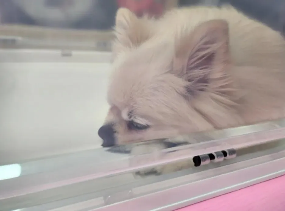 a8c52243-b490-494f-bb05-71f38c7d998a.jpg?type=w1