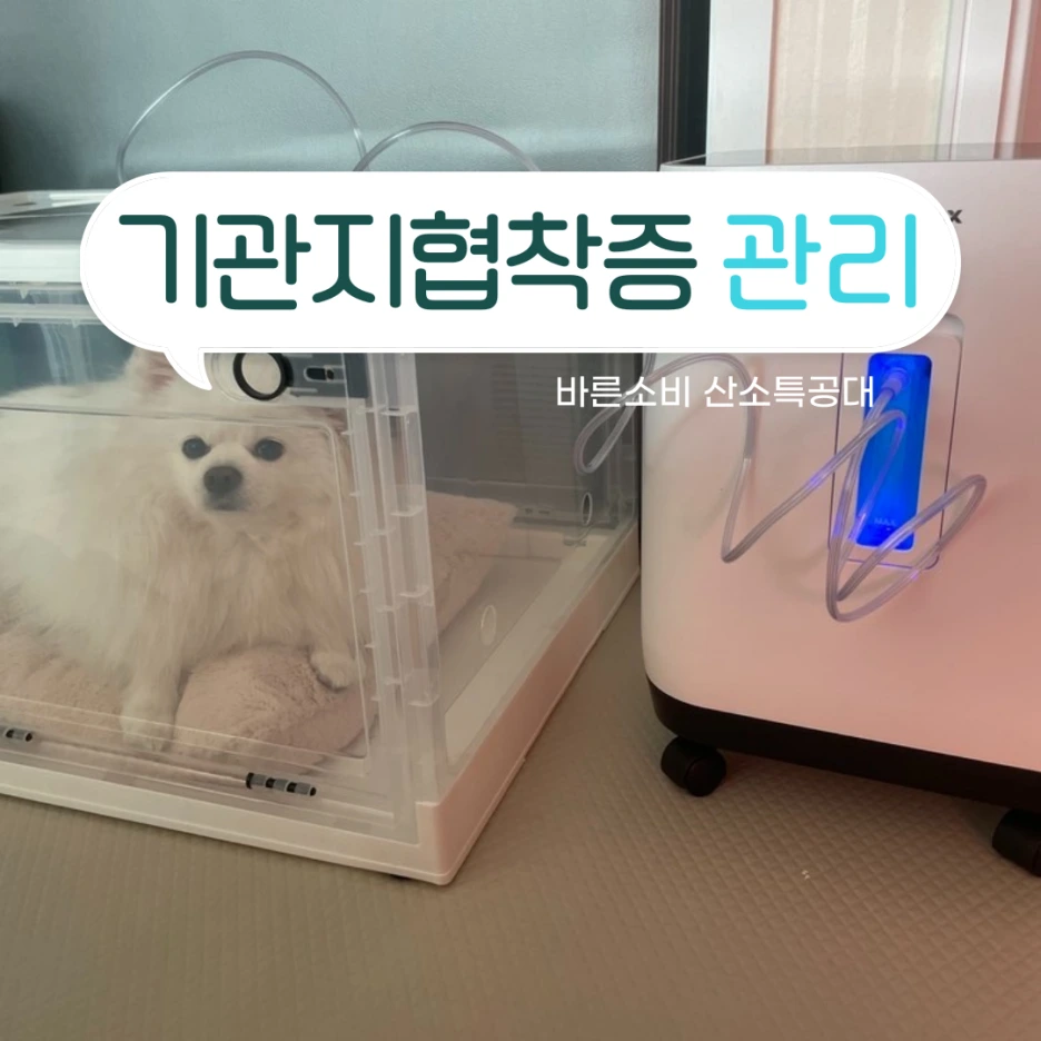 %EA%B0%95%EC%95%84%EC%A7%80%EC%82%B0%EC%86%8C%EB%B0%A92-006.png?type=w1