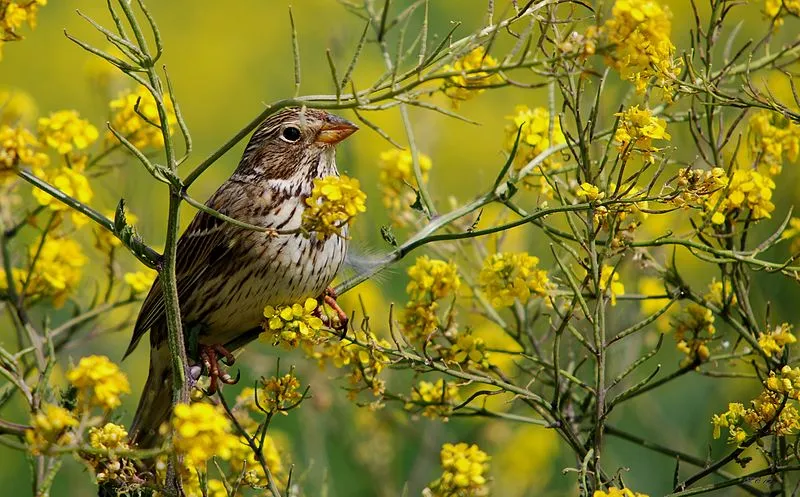 02 birdinmustardtree.jpeg