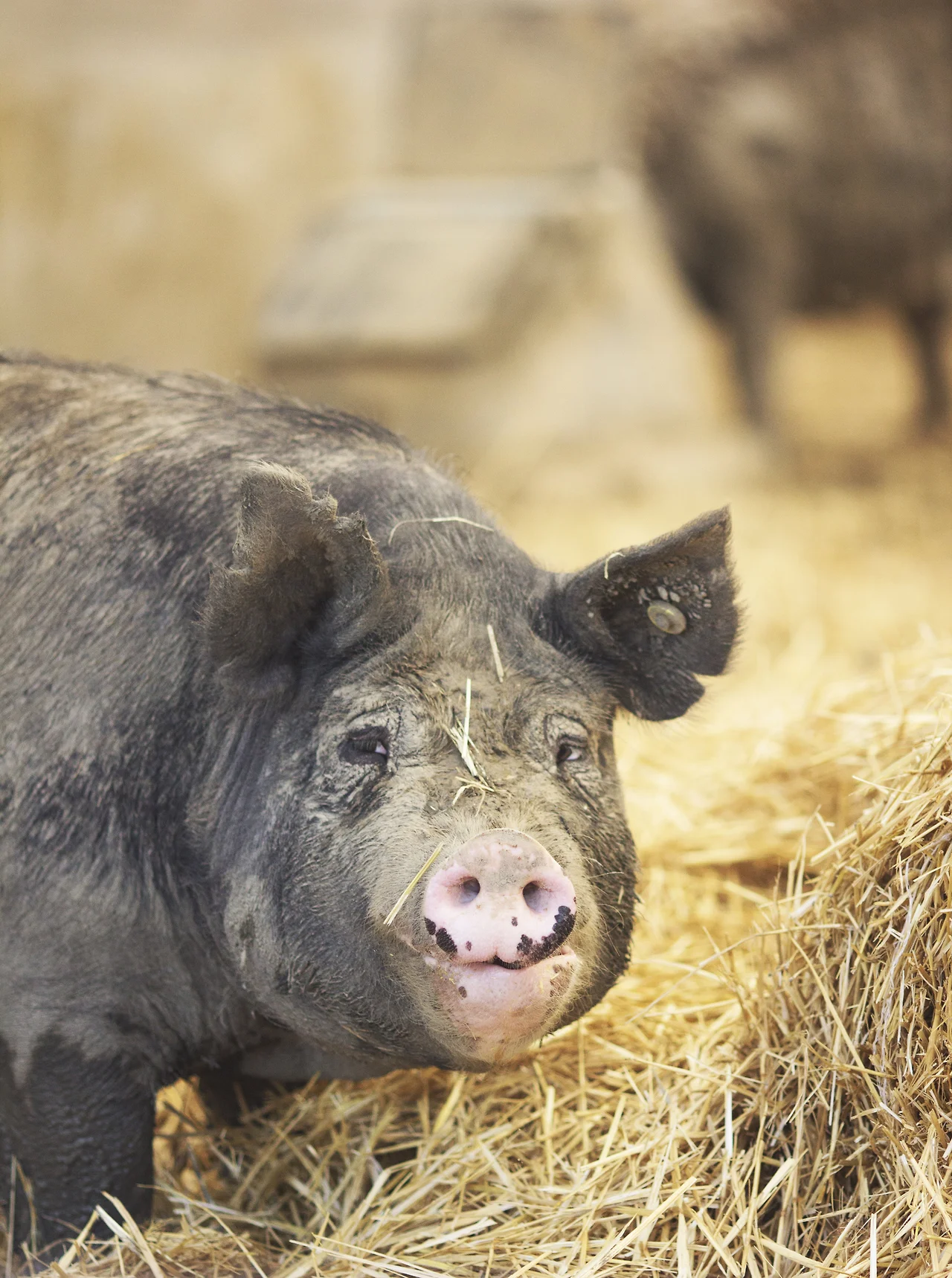 R+Family+Farms%2C+Berkshire+Hogs%2C+Heritage+Breed