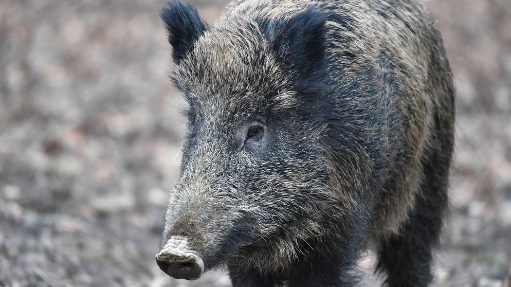 wildschwein-merkmale-schweinepest-verhaltensregeln-schwarzwild-108~_v-img__16__9__xl_-d31c35f8186ebeb80b0cd843a7c267a0e0c81647.jpg?version=5da36